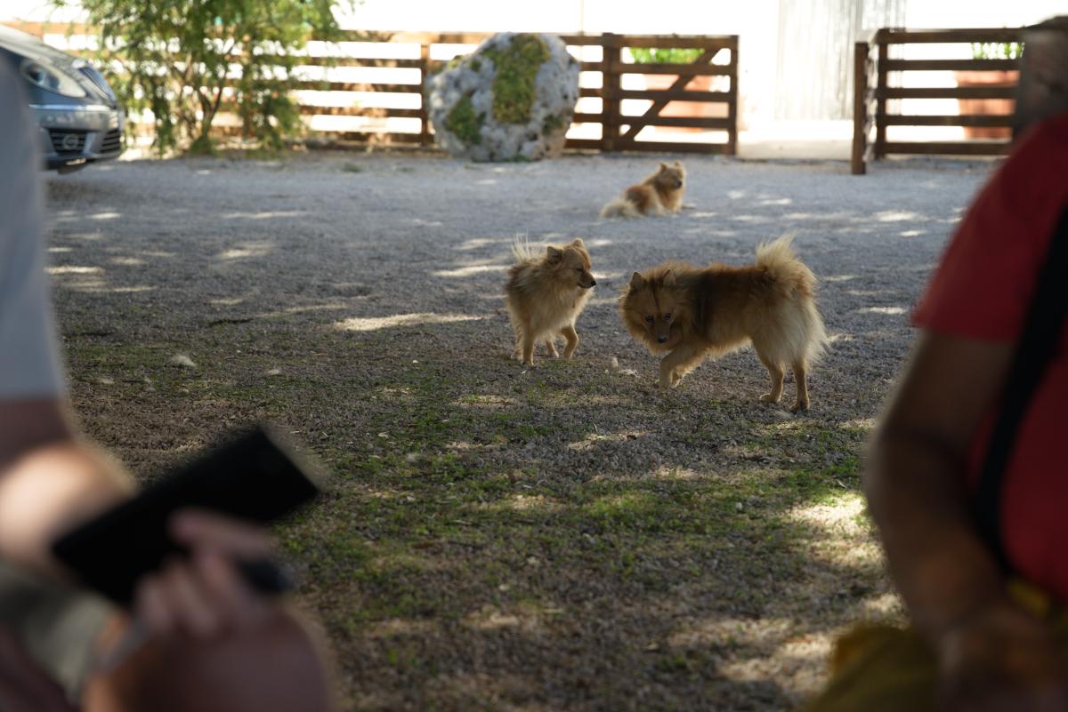 DSC09544.jpg