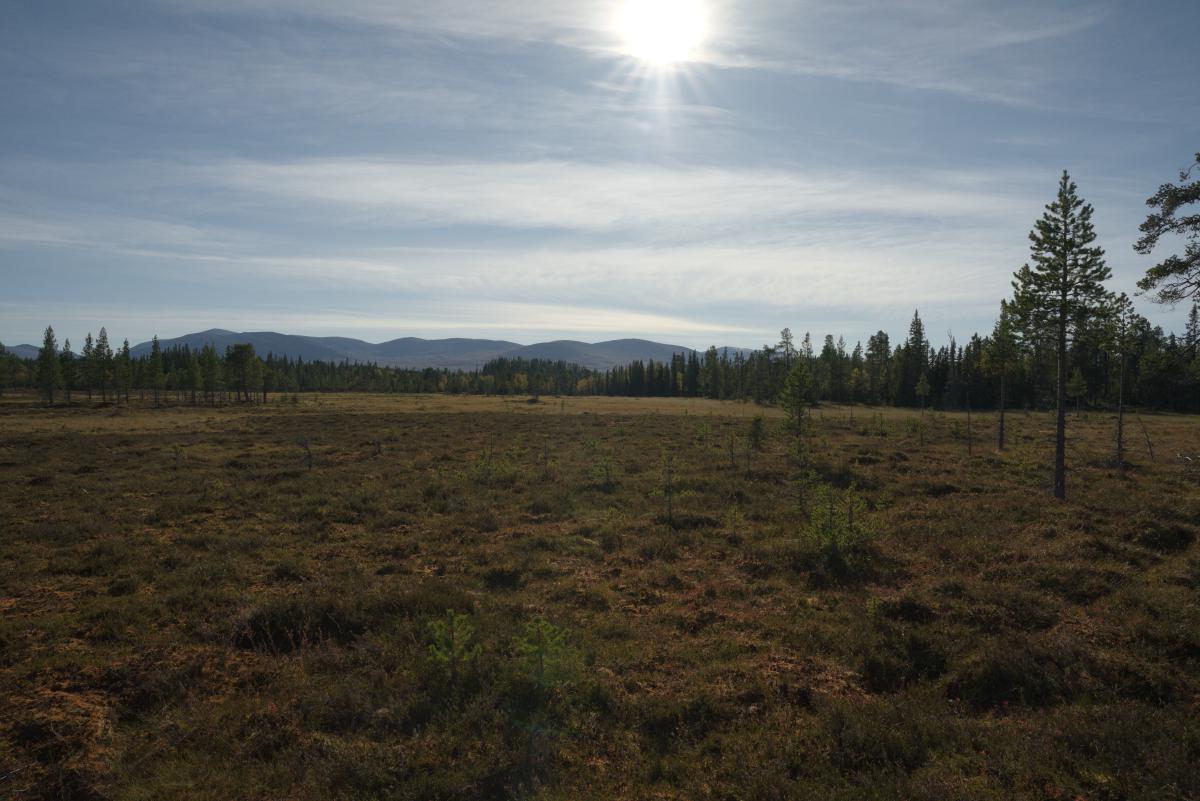 DSC09602.jpg