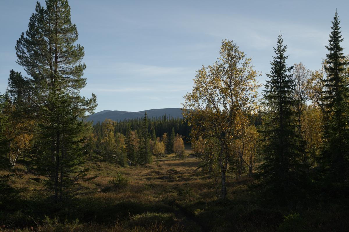 DSC09608.jpg