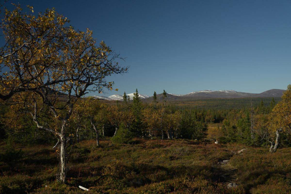 DSC09671.jpg
