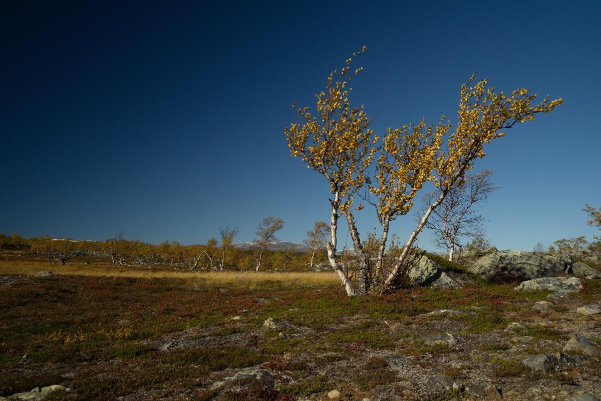 DSC09697.jpg