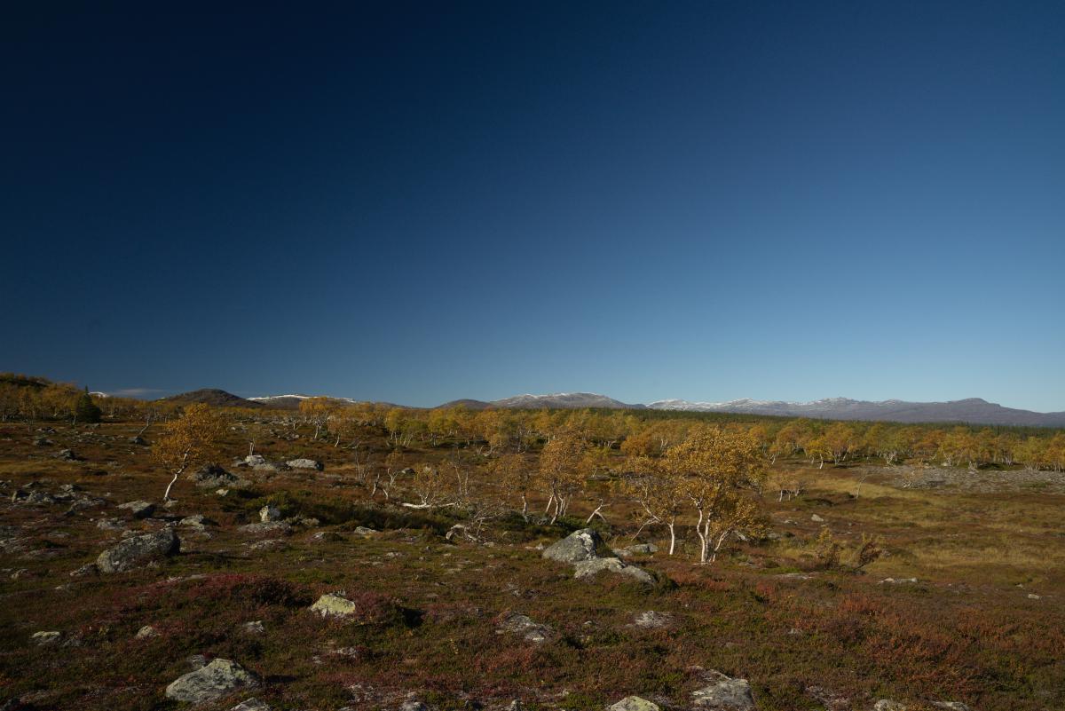 DSC09704.jpg