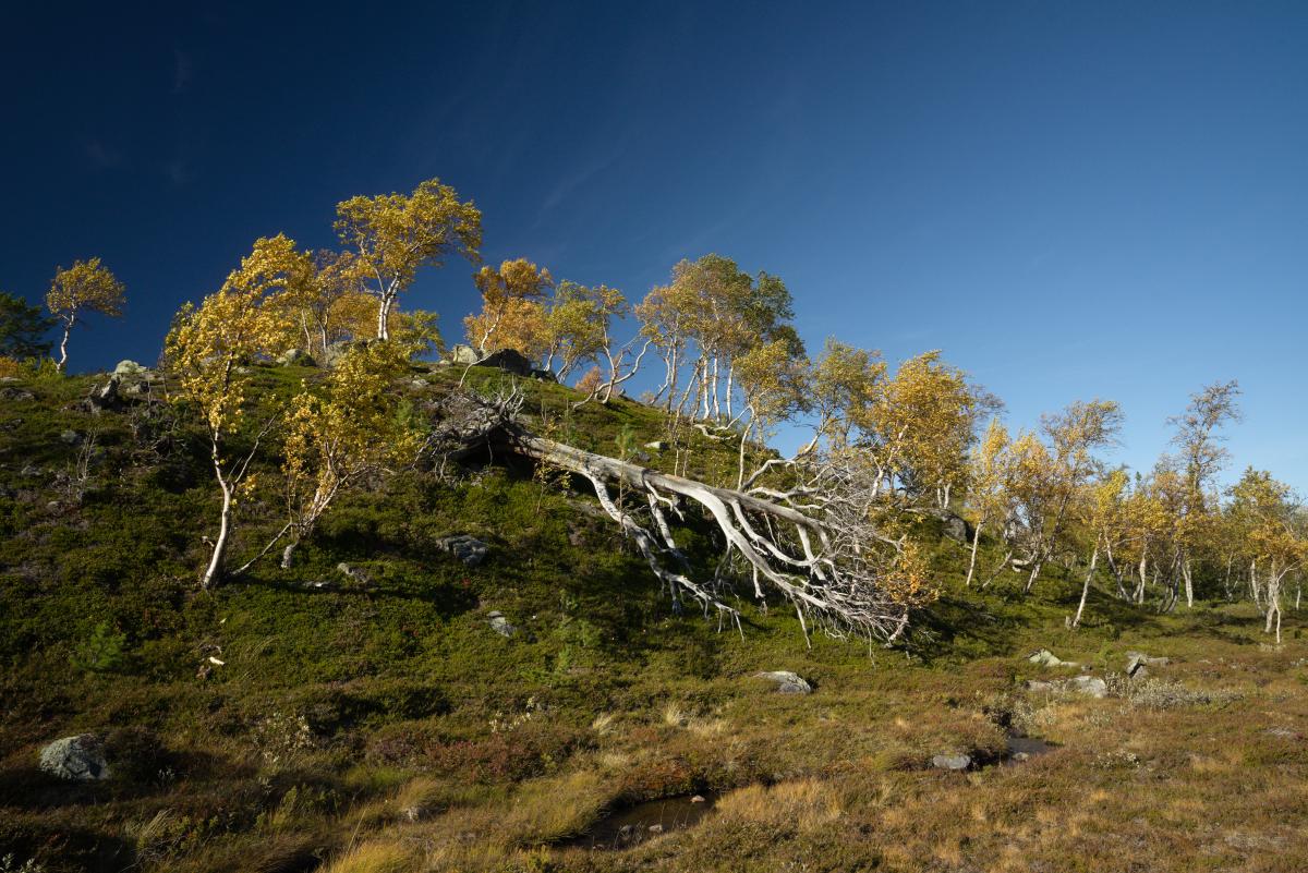 DSC09740.jpg